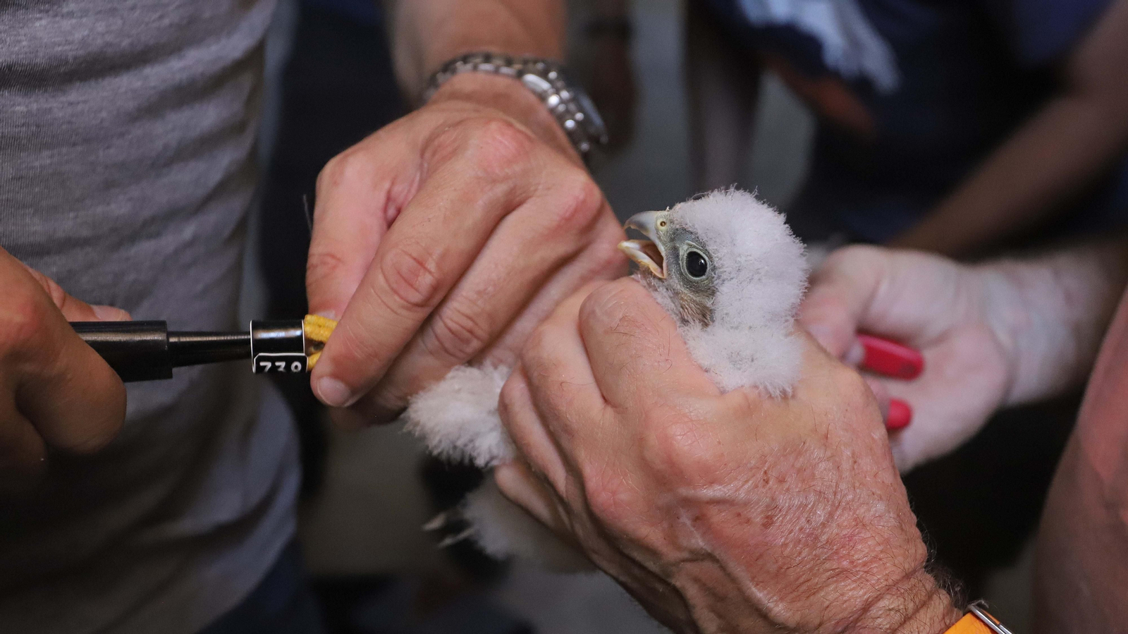 Anillamiento de cernícalos primilla del grupo Tumbabuey en Los Barrios