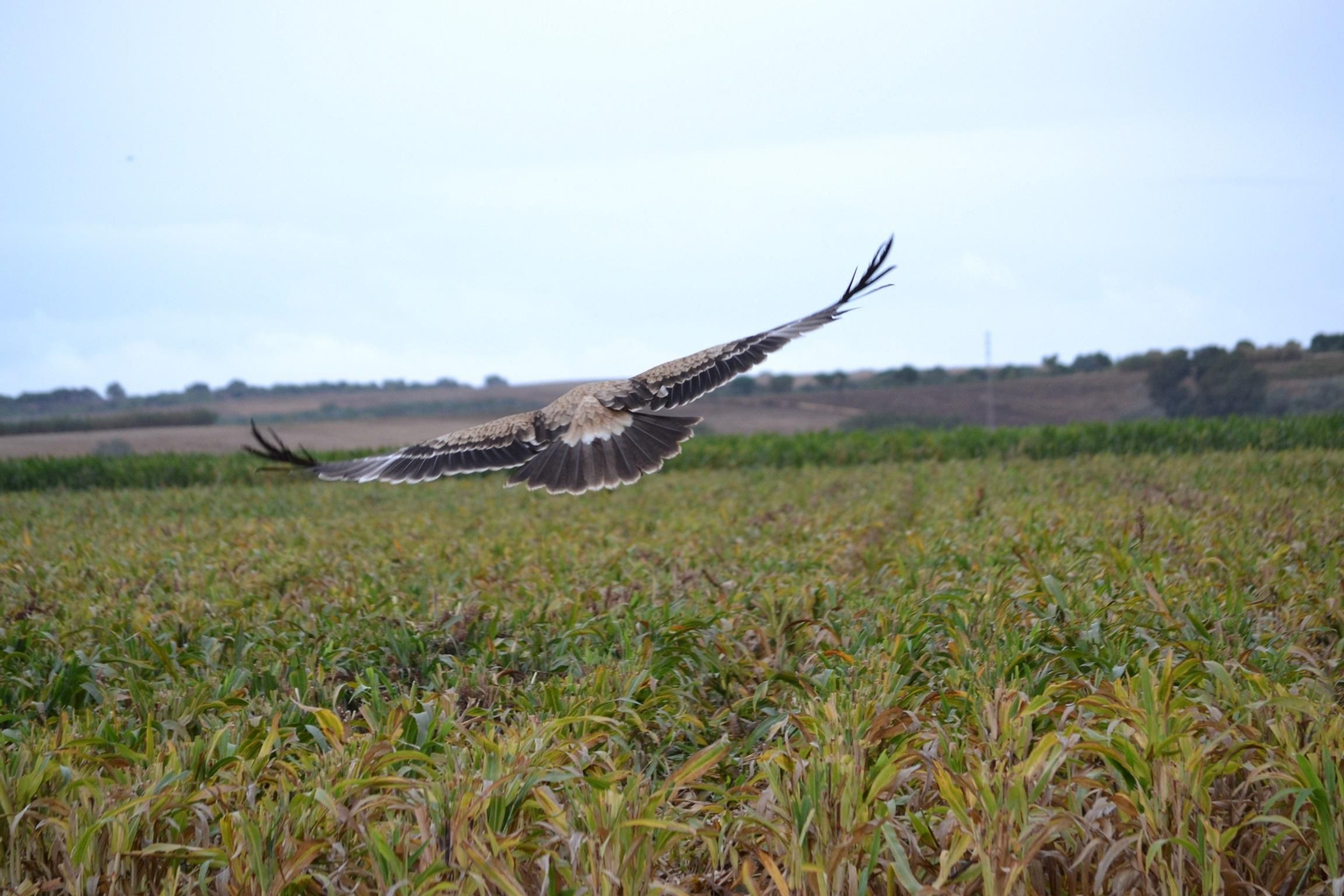 Un ave rapaz sobre uno de los campos de cultivo de la finca Las Lomas.