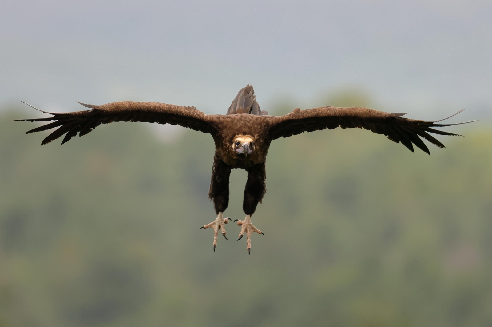 El buitre negro tiene un tamaño mayor que el leonado, con la envergadura más grande de Europa, de hasta 3,1 metros.