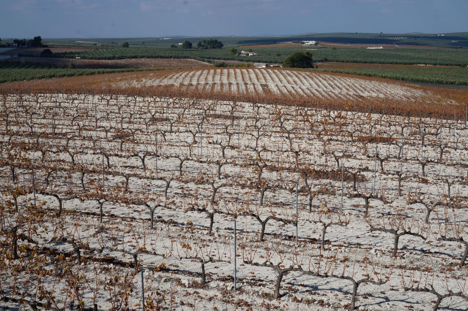 Un recorrido en fotografías por el vino nuevo de Moriles