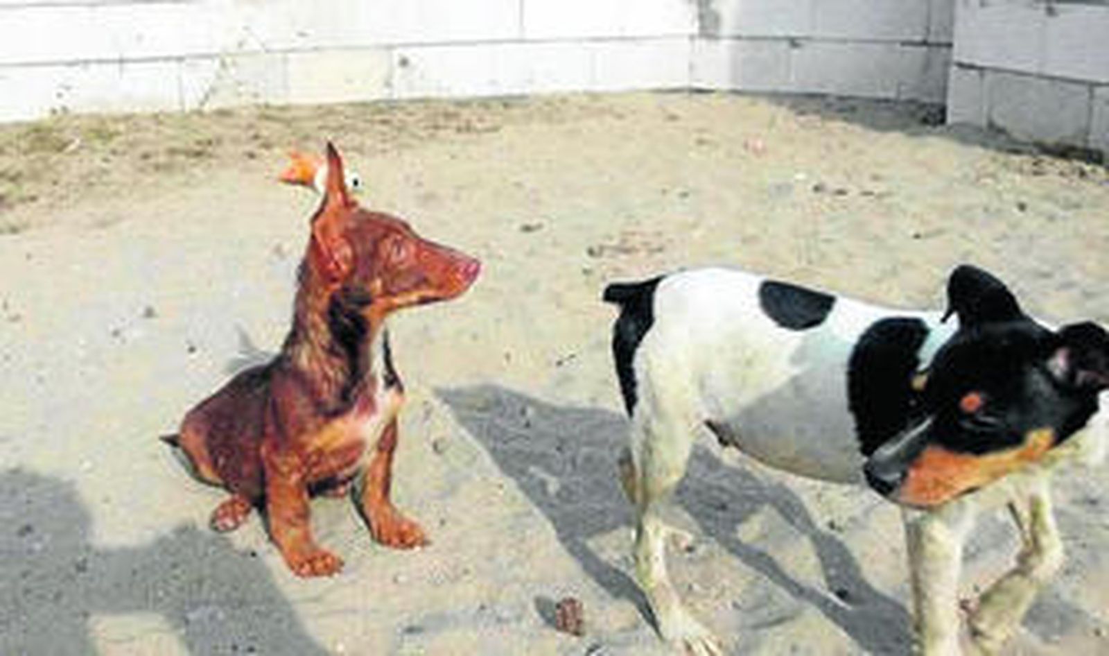 Dos perros, en la perrera de La Línea.