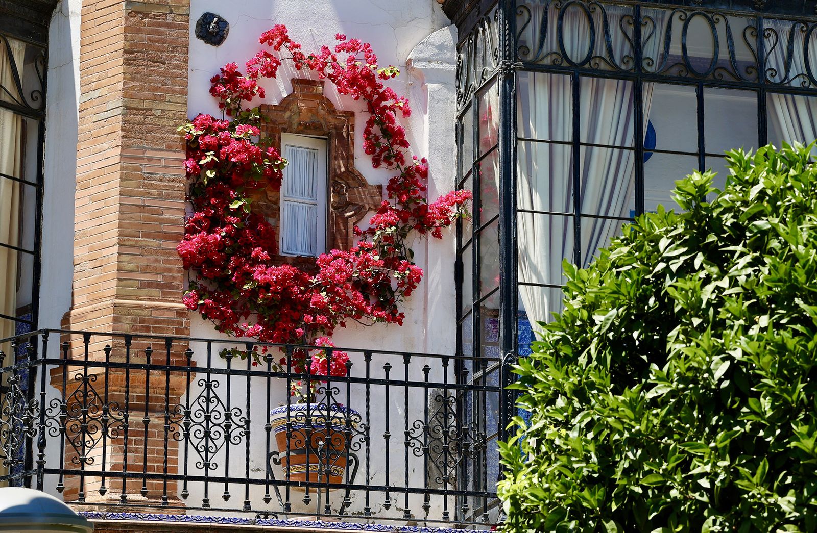 La buganvilla, la otra flor de Sevilla
