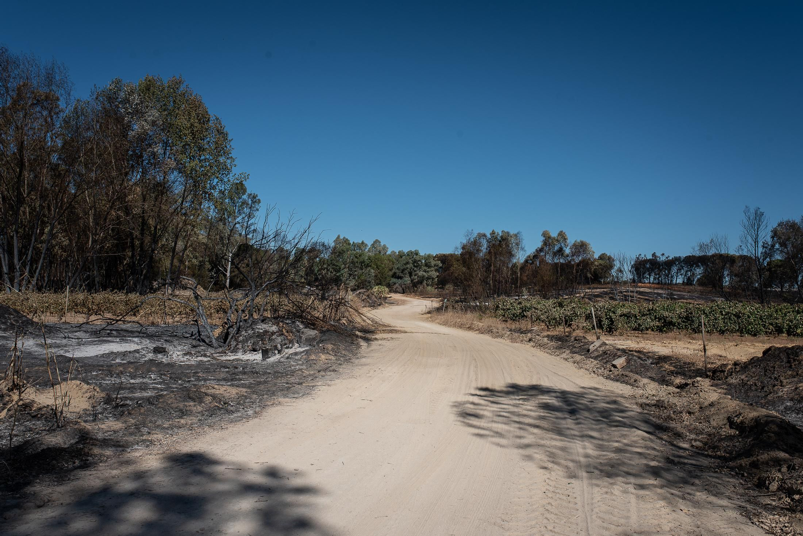 El rastro del incendio de Almonte en imágenes