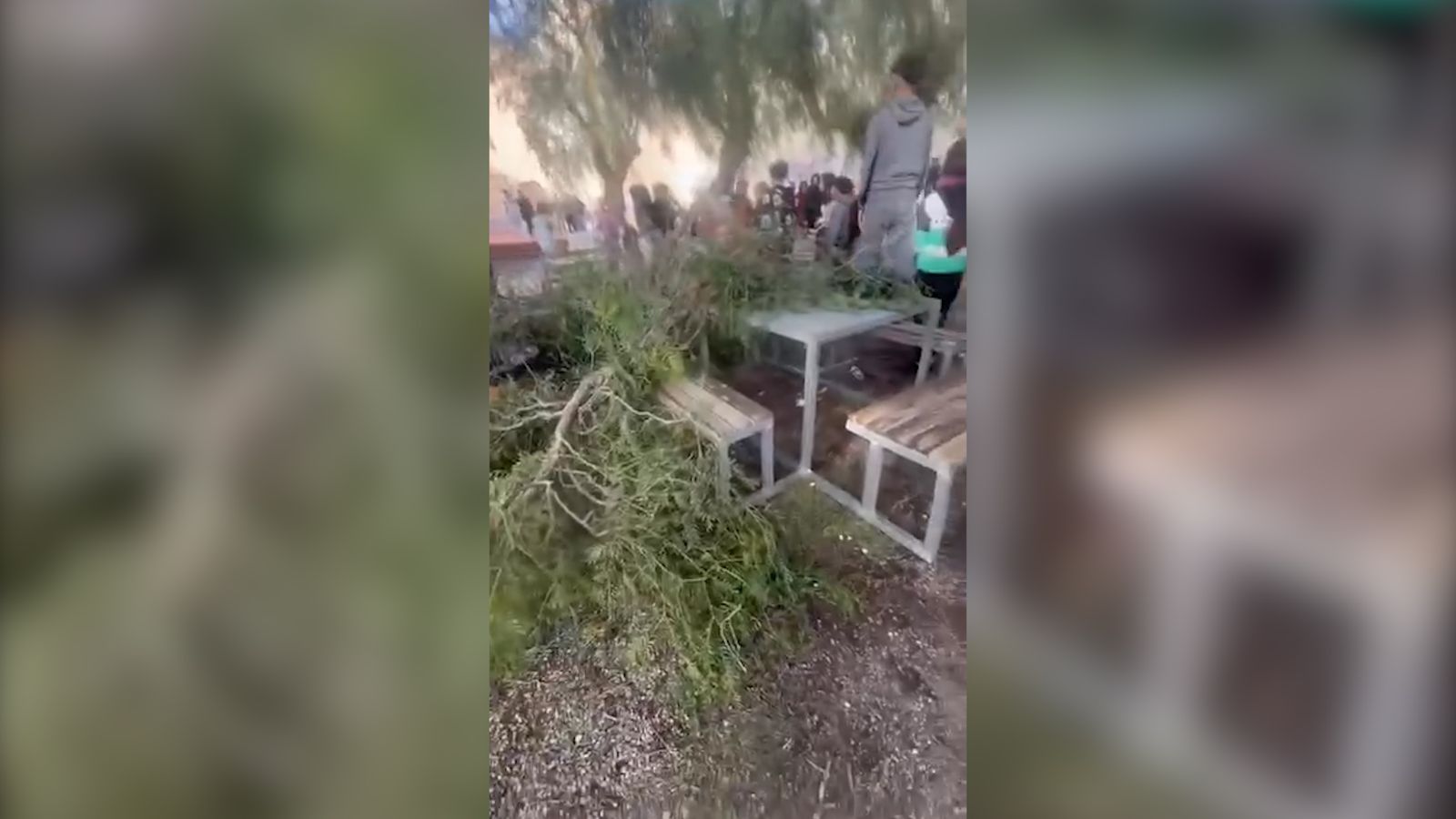 Una rama ha caído en el IES Puebla de Vïcar