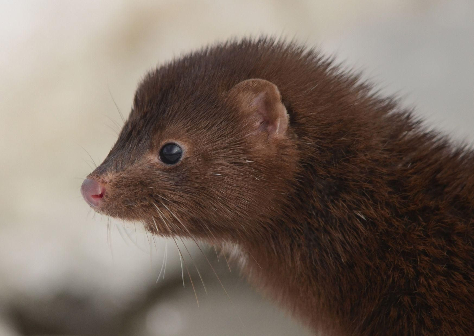 Detectan dos visones americanos con coronavirus en España