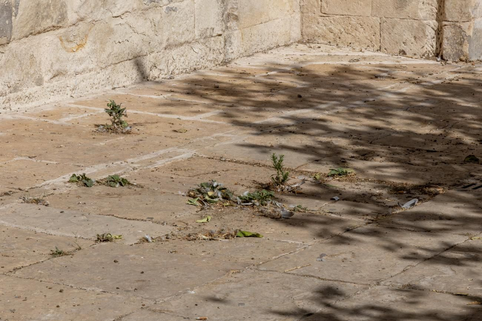 Suciedad y hierbajos toman el entorno de la Catedral de Jaén