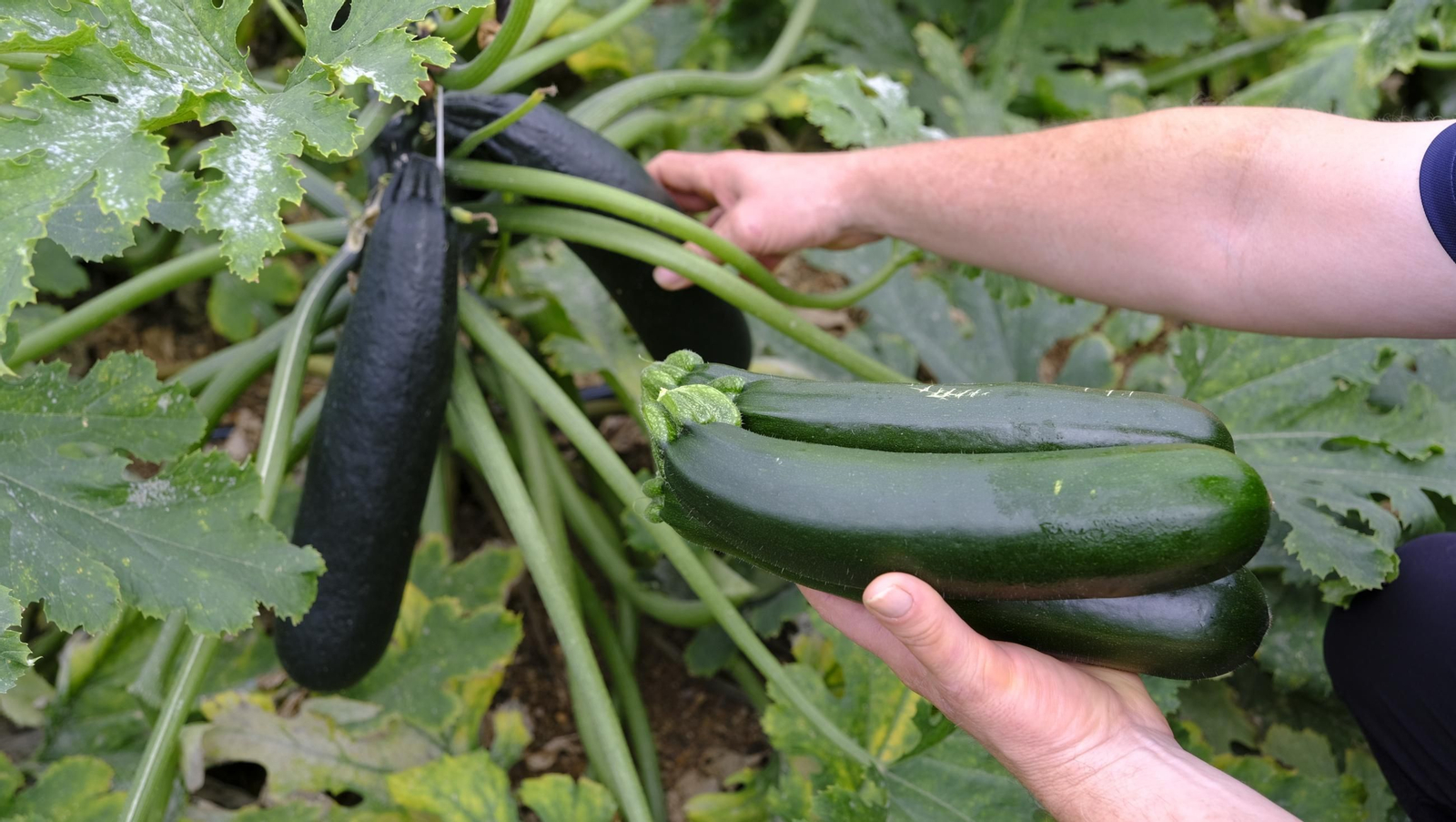 Así han atacado los virus a los calabacinos, en imágenes