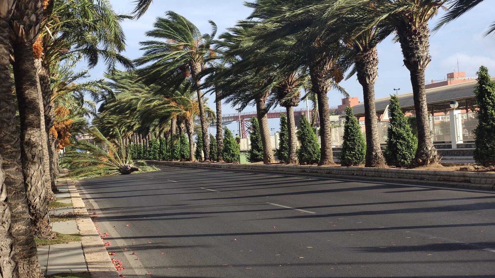 Una palmera caída en el Parque Nicolás Salmerón.