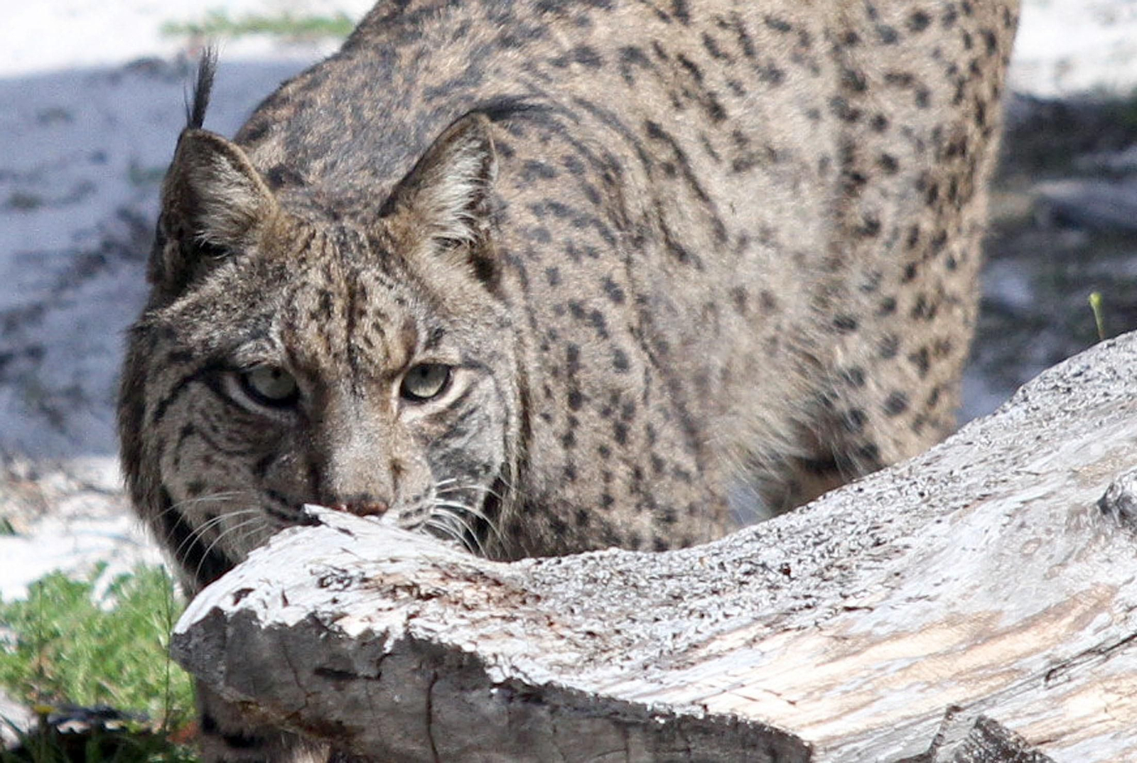 Susana Díaz inaugura en Doñana el Observatorio del Lince