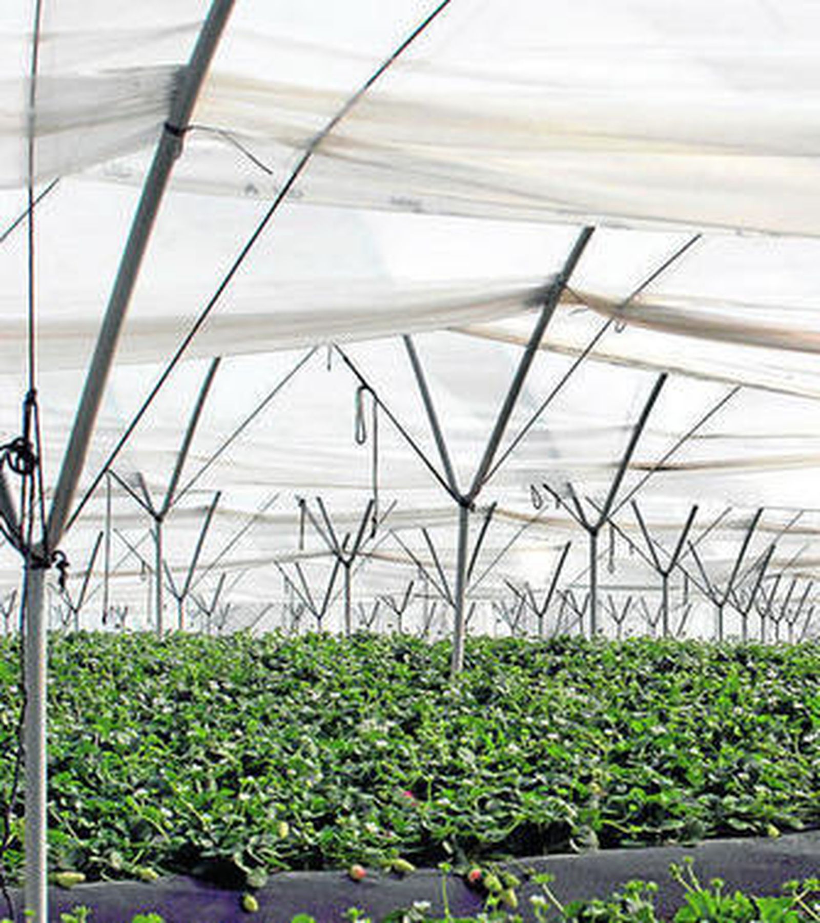 Plantación en el entorno de Doñana.