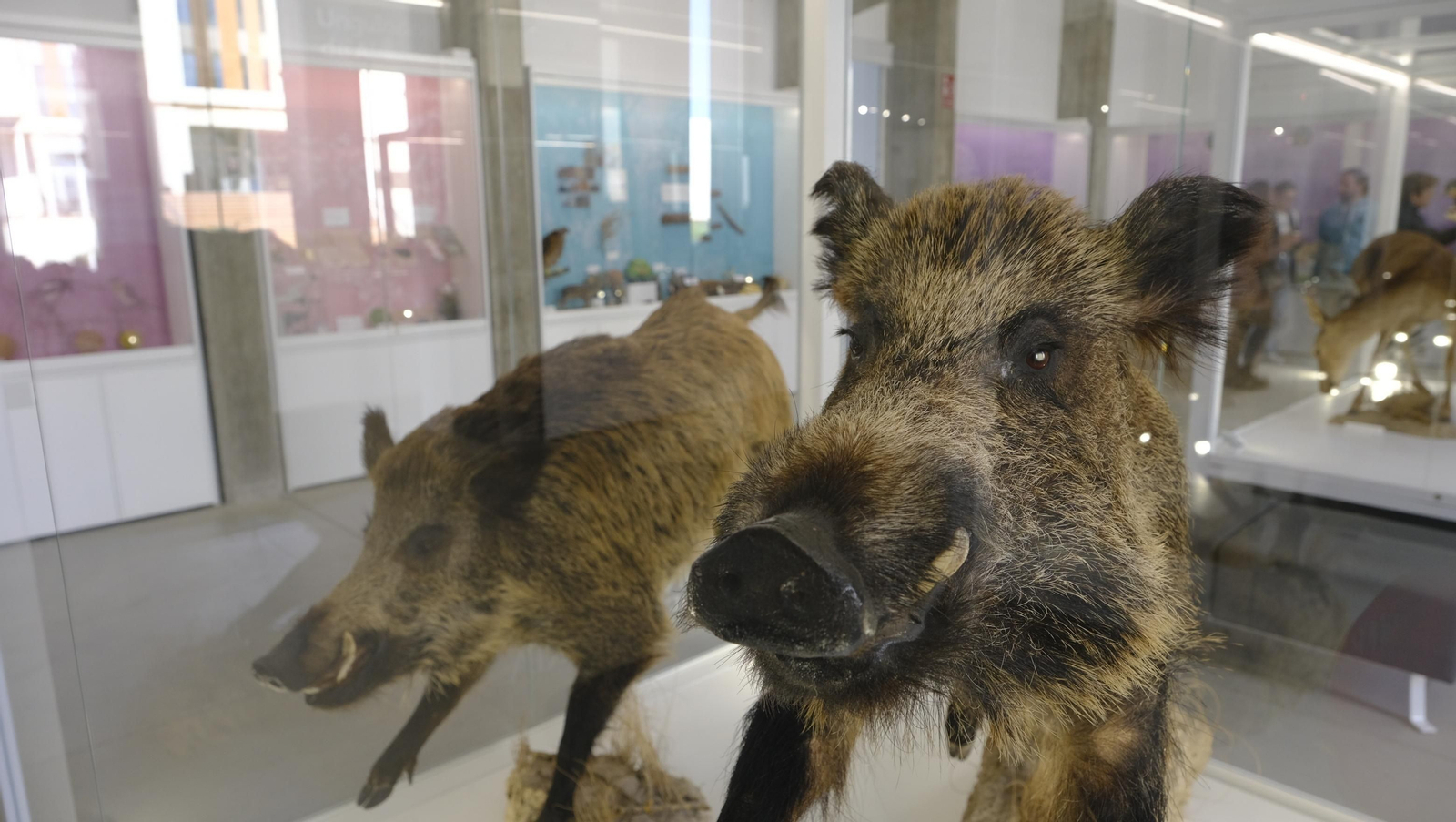 Descubre en estas fotos las maravillas que esconde el Pabellón de Historia Natural de la UAL