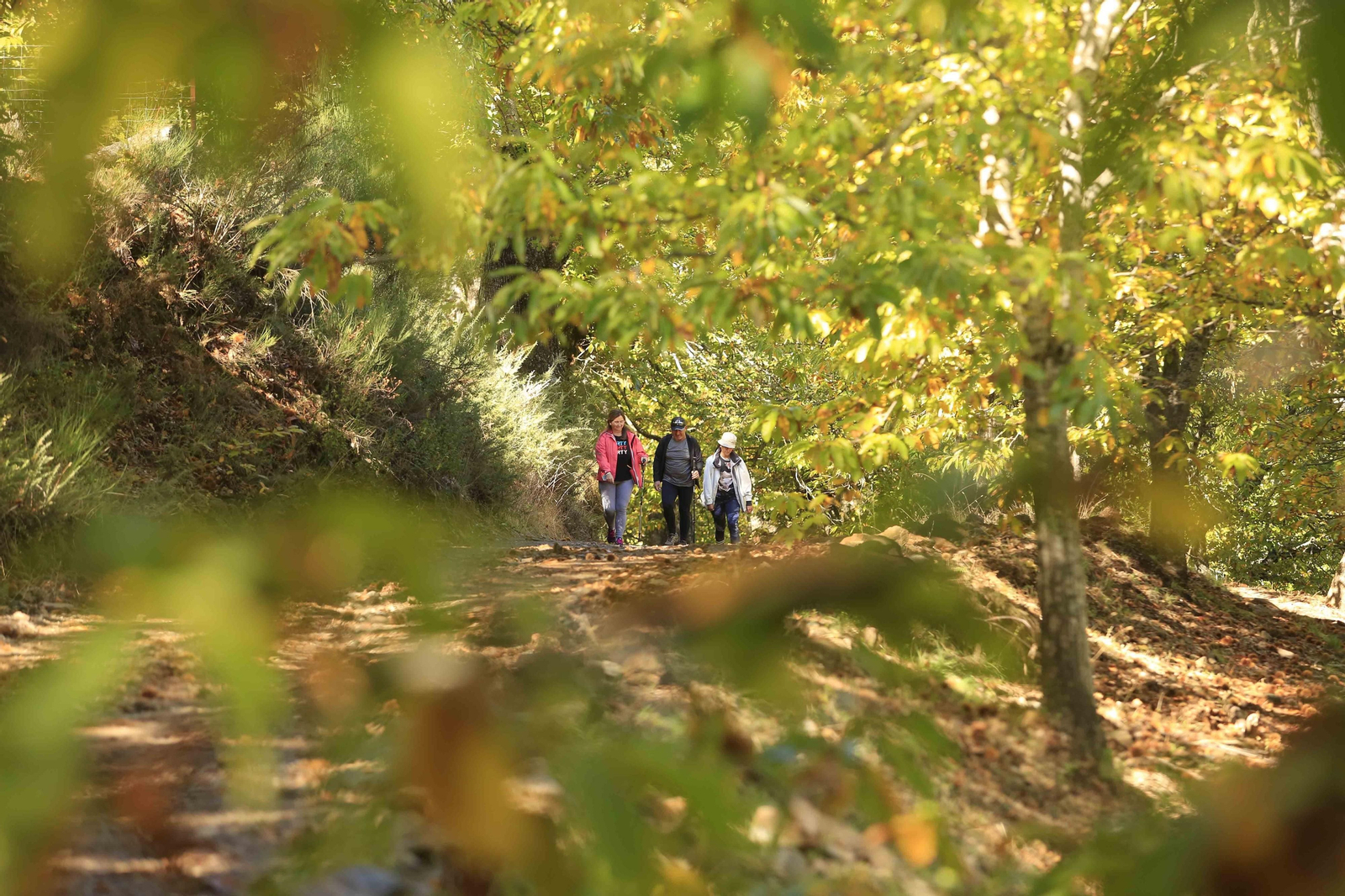 Castañares de Pujerra.