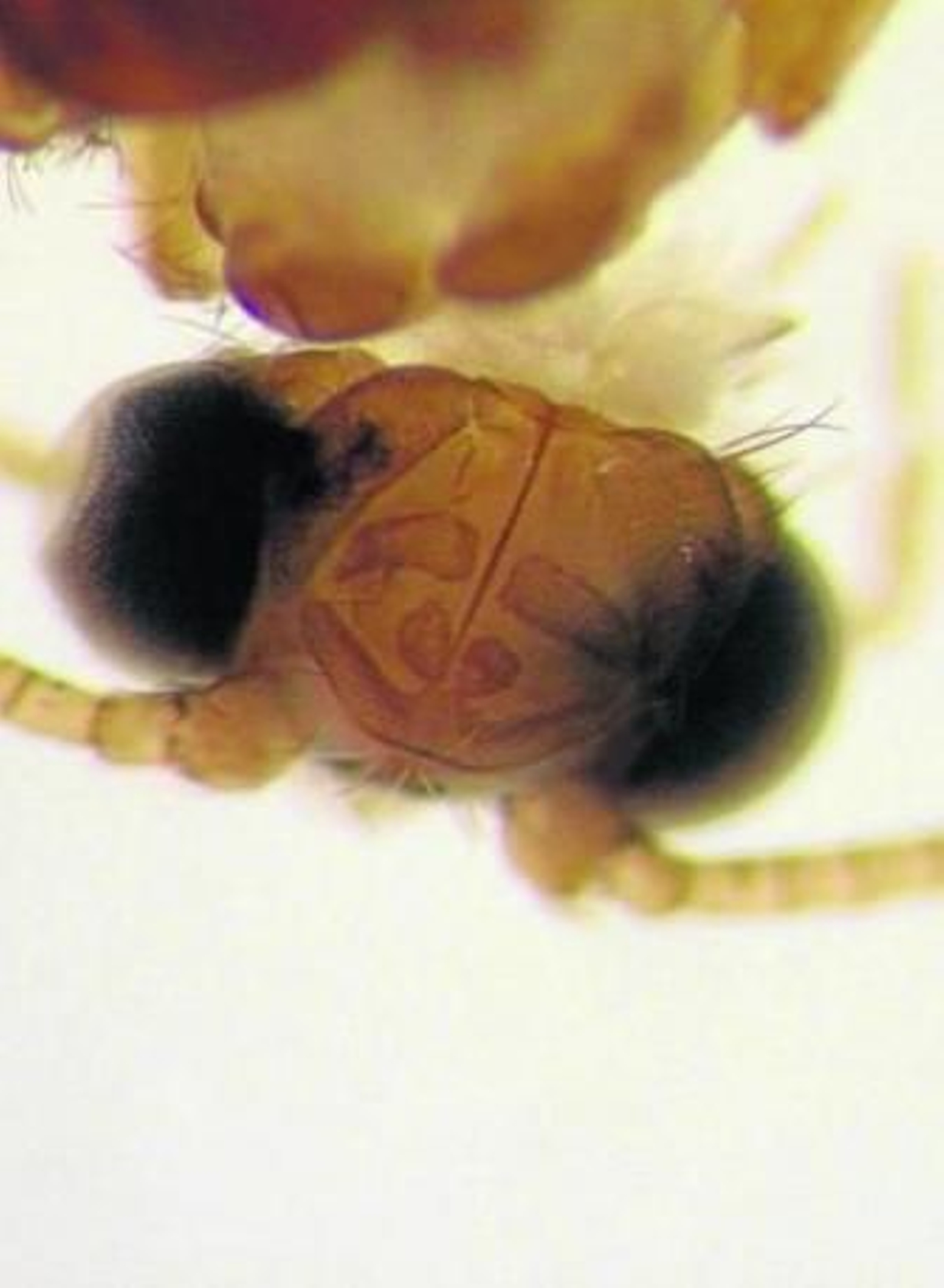 Vista dorsal de la cabeza de la nueva especie hallada en un arroyo de Los Alcornocales.