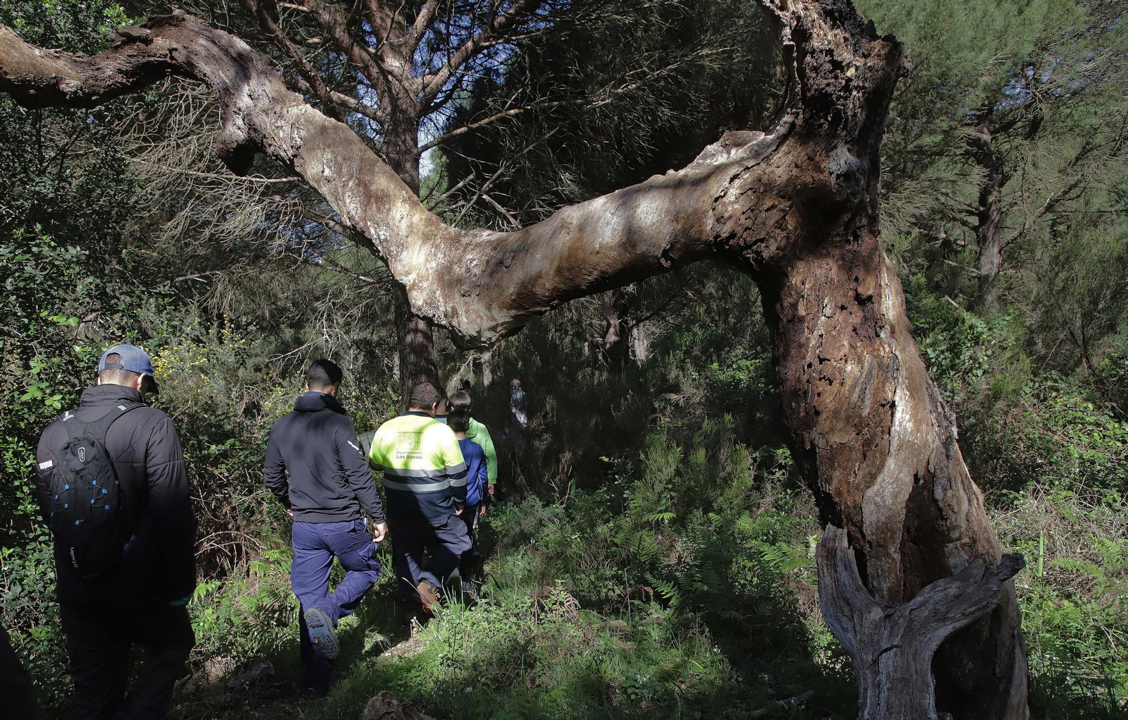 Fotografías de la plantación del programa 'Reverdece' de Acerinox Fotografías de la plantación del programa 'Reverdece' de Acerinox