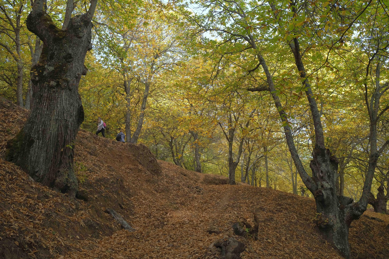 El Bosque de Cobre, en imágenes