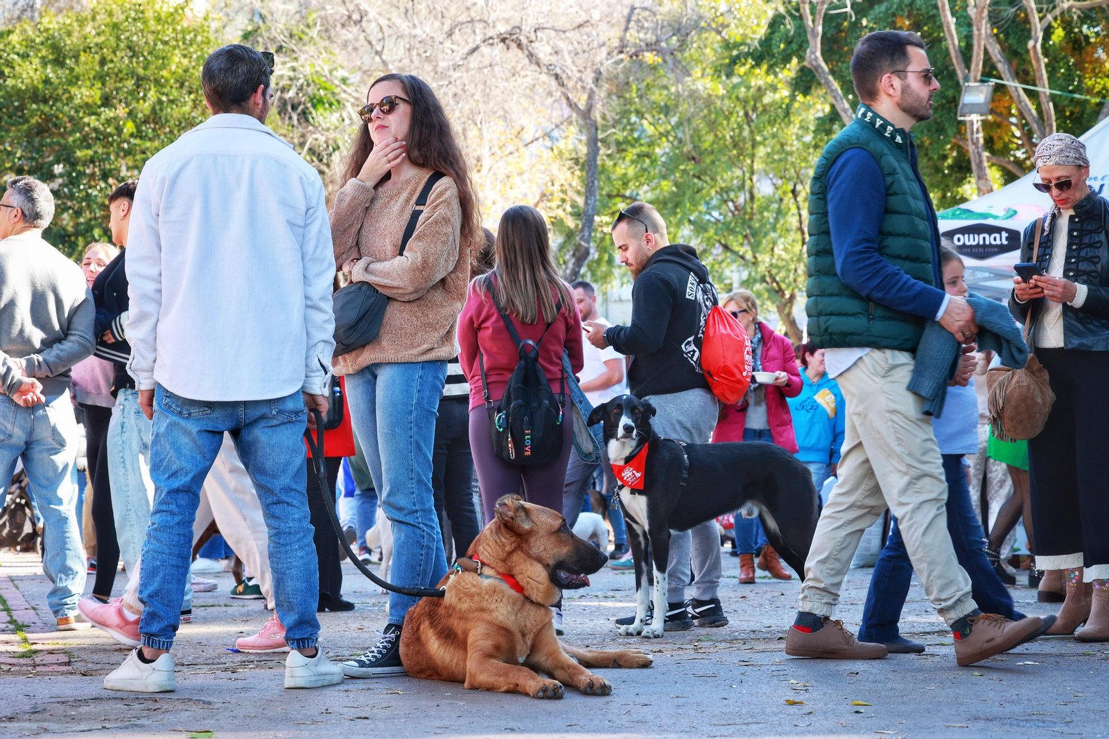 San Fernando celebra la fiesta de San Antón en el Parque