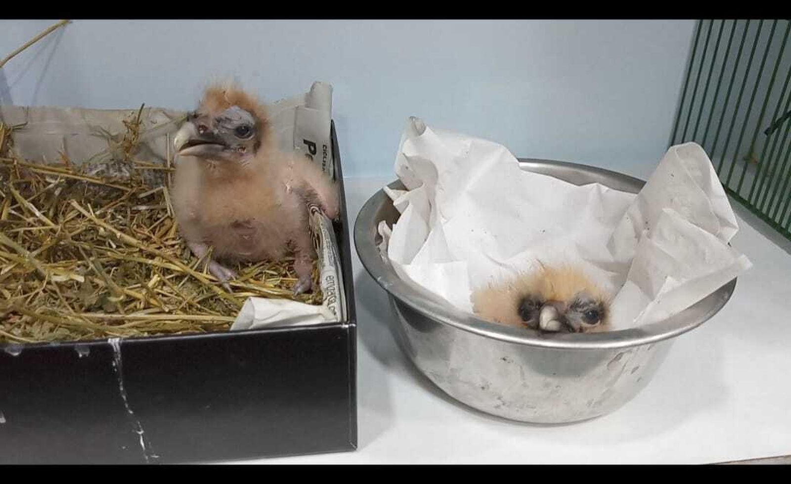 Nacen dos pollos de alimoches en el Zoo de Jerez.