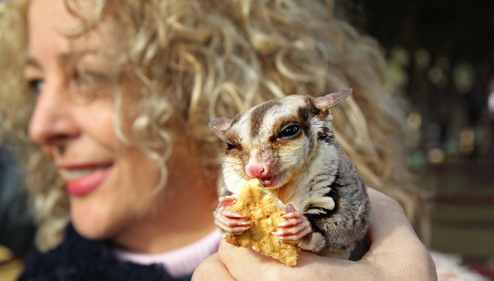 Las imágenes de San Antón