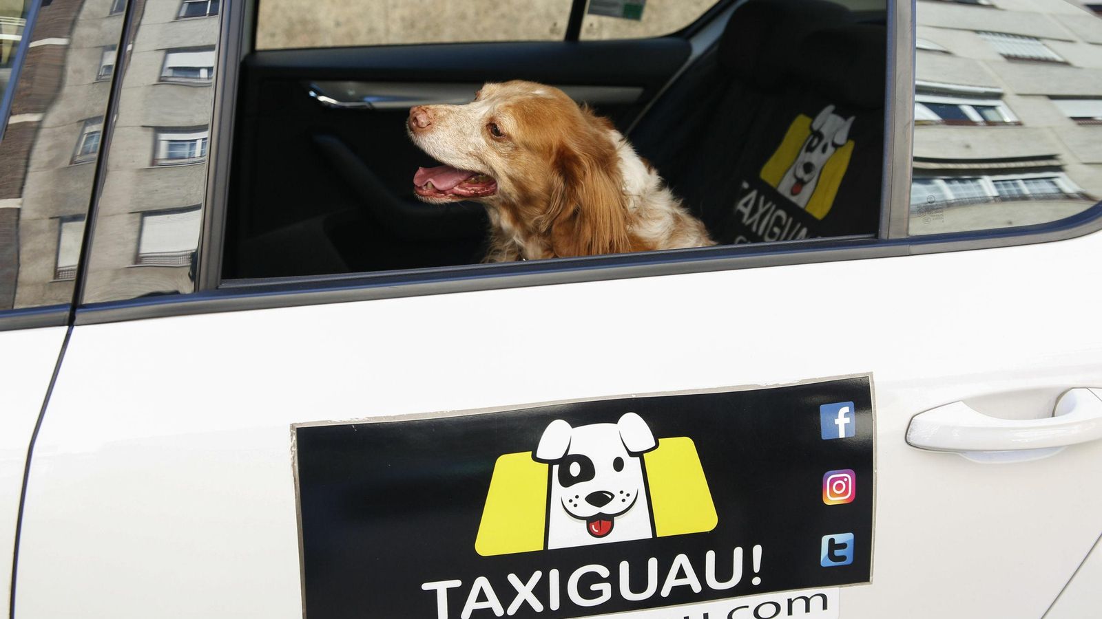Los taxis están adaptados para llevar mascotas.