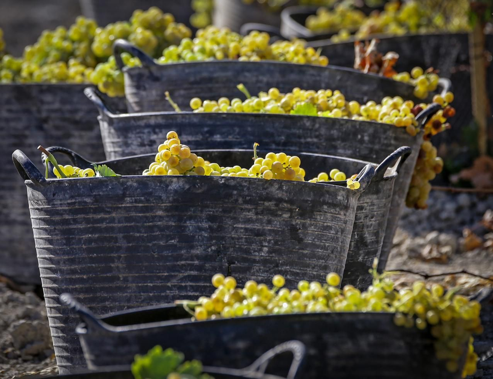 Capachos durante la vendimia con la uva palomino empleada en la elaboración de los vinos de Jerez.