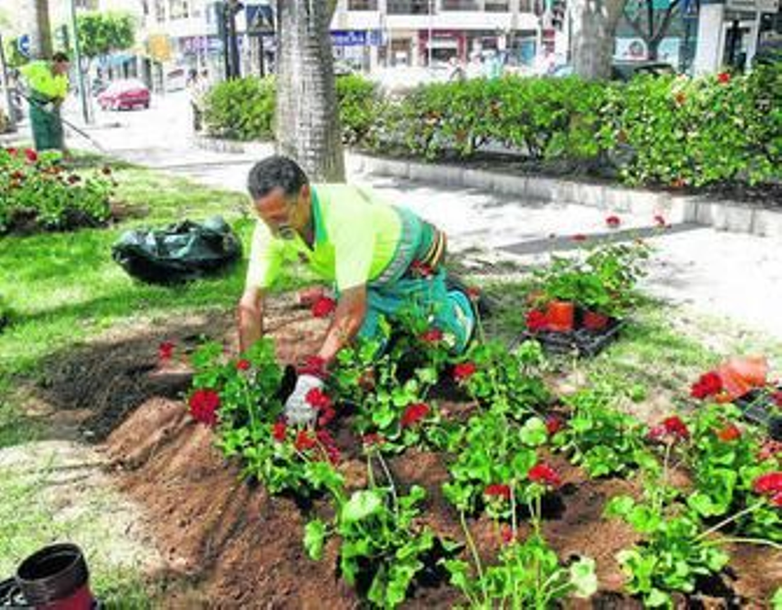 1. Un operario de la empresa de Parques y Jardines realiza la plantación de geranios y gitanillas rojas en la Rambla de Almería. 2. Las jardineras en alto de las calles del centro lucirán con yedra colgante durante los días de Feria. 3. Las luces del recinto ferial ya están listas para el encendido del sábado. 4. las calles del centro ya tienen sombra.