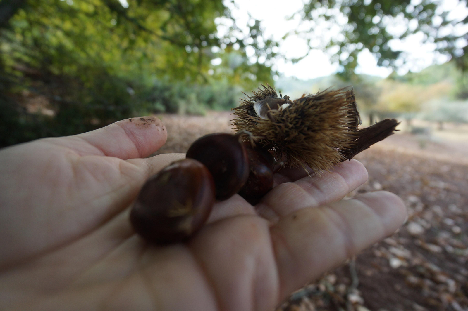 Un paseo en fotografías por el castañar de Valdejetas en la Sierra de Córdoba
