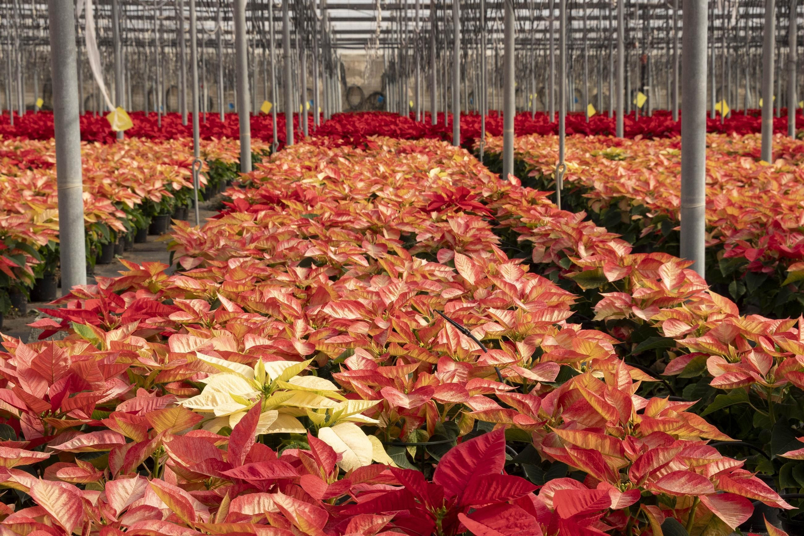 Así son las flores de pascua de SolísPlant, en imágenes
