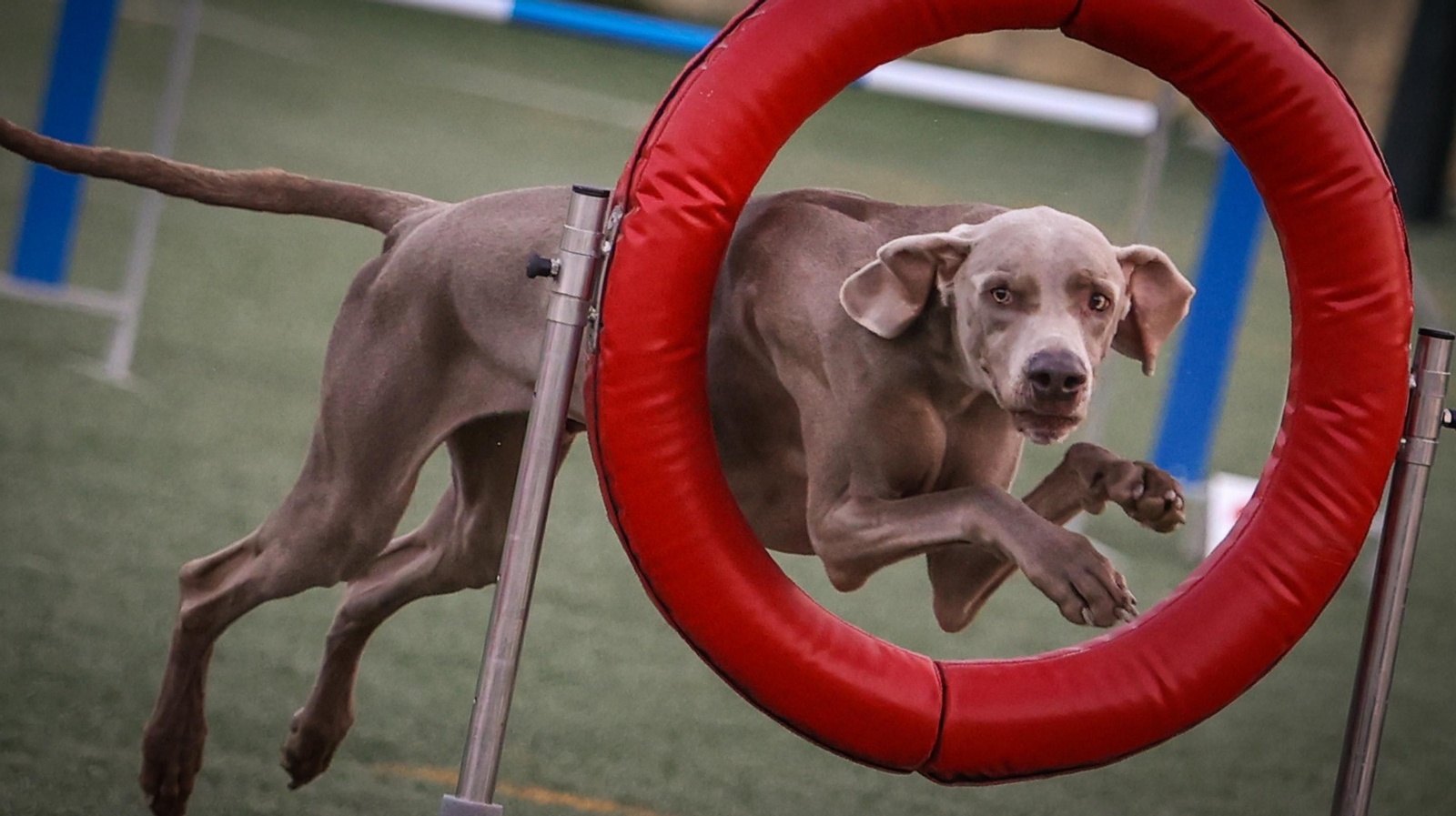 Habilidad canina en la prueba puntuable para el Campeonato de España de 'Agility' celebrado en Jerez Espectaculares las pruebas de disciplina canina puntuables para el Campeonato de España de Agility