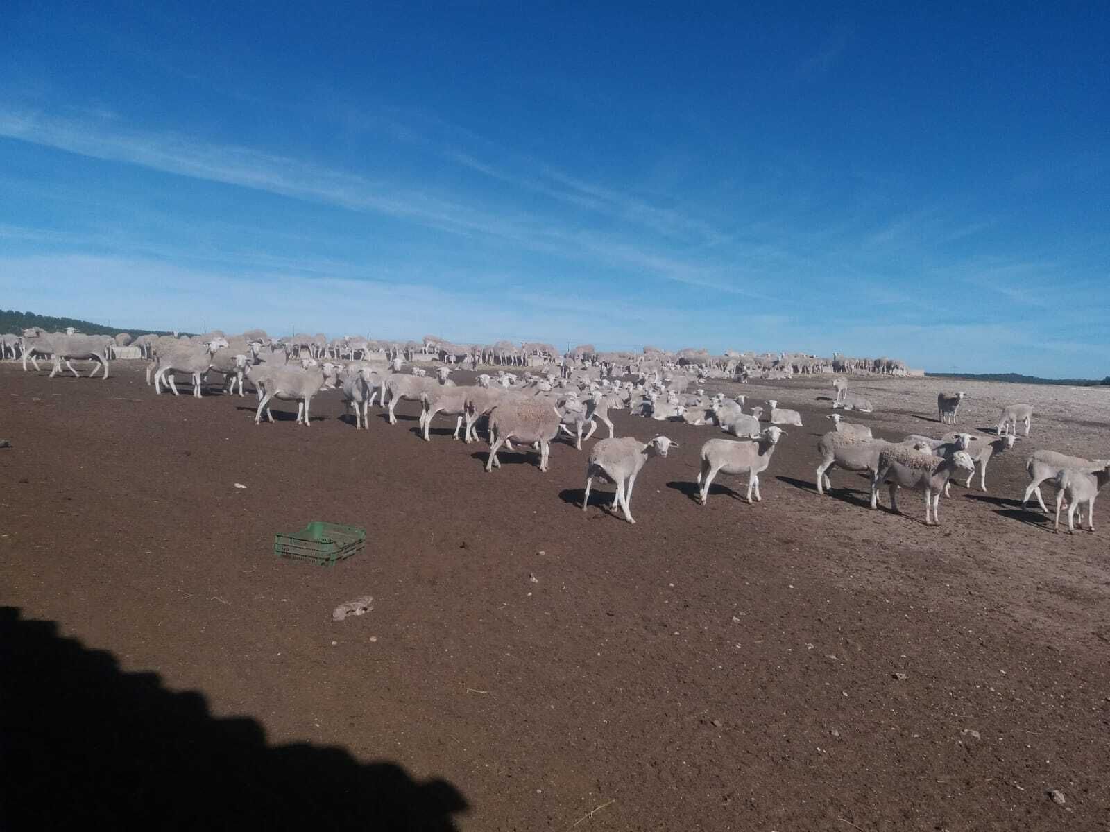 El ganado de José, en tierras totalmente seca, sin rastros de verdor para que puedan alimentarse.