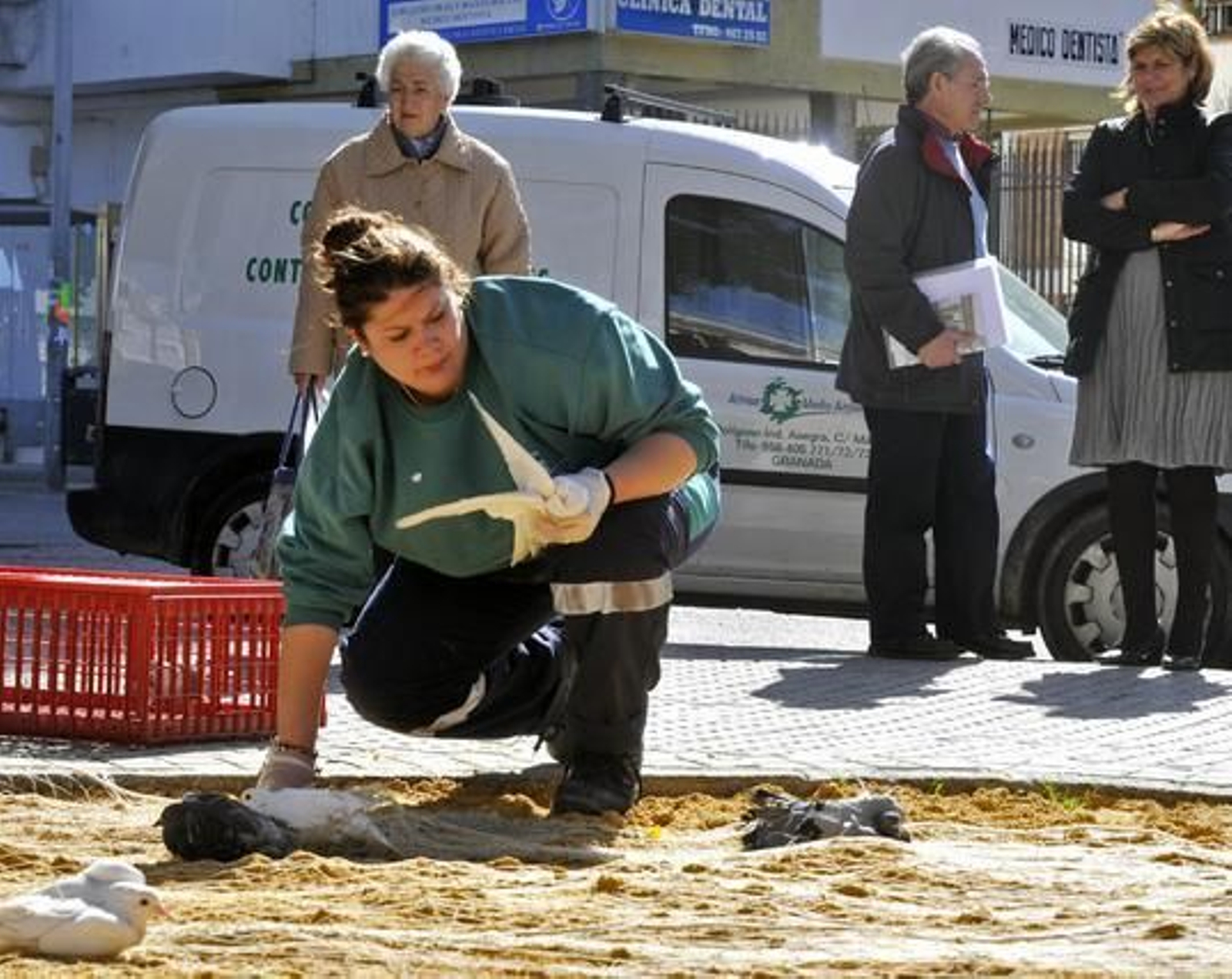 El Ayuntamiento atrapa 500 palomas con el nuevo sistema de cañón de redes.

Foto: Juan Carlos Vázquez