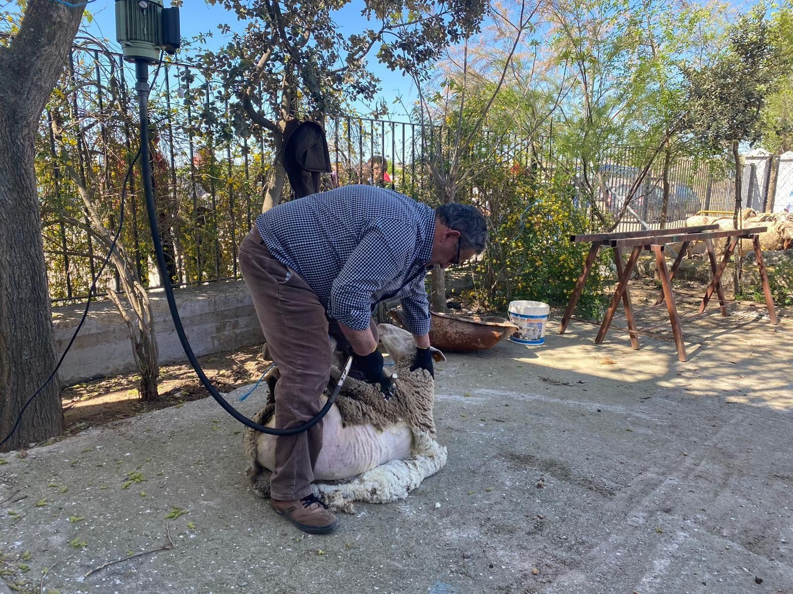 Belalcázar celebra el Día de la Trashumancia, en imágenes