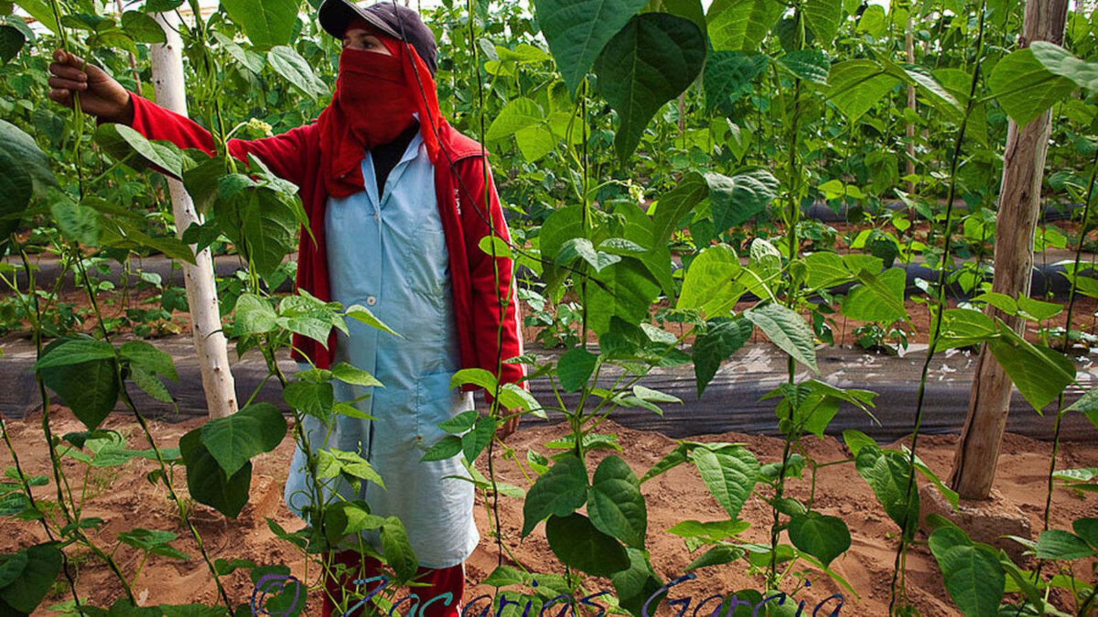 La agricultura marroquí continúa en plena expansión.