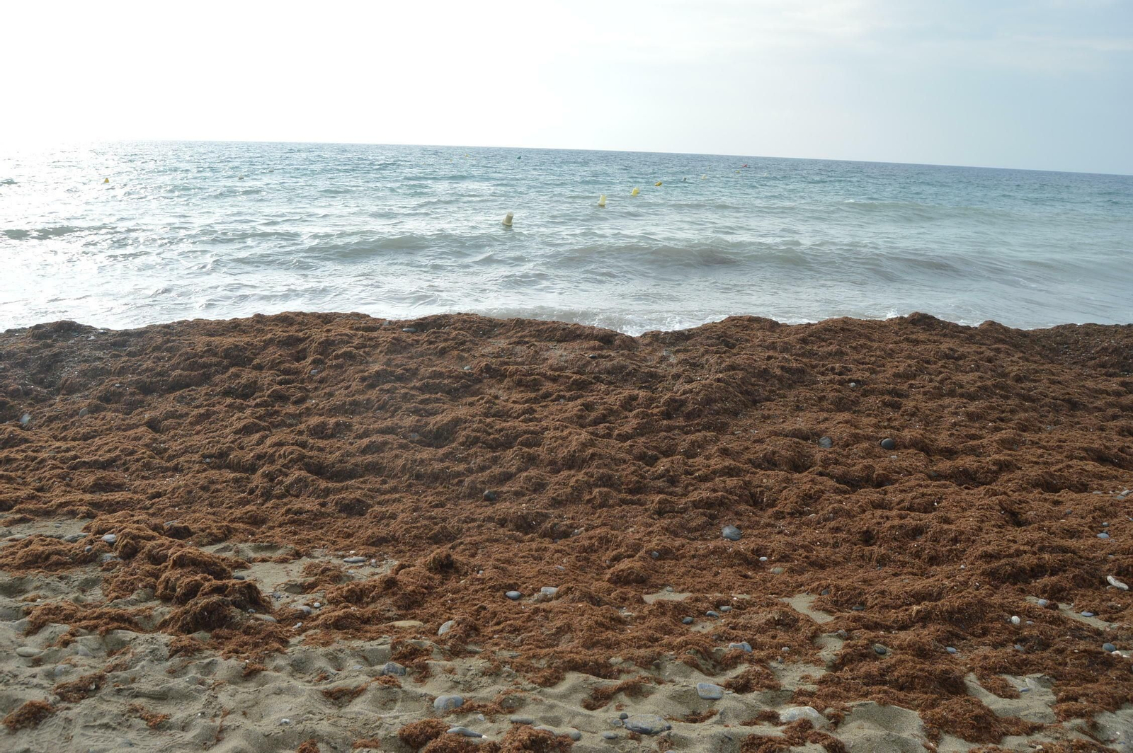 Fotos de la alga asiática en la Costa del Sol