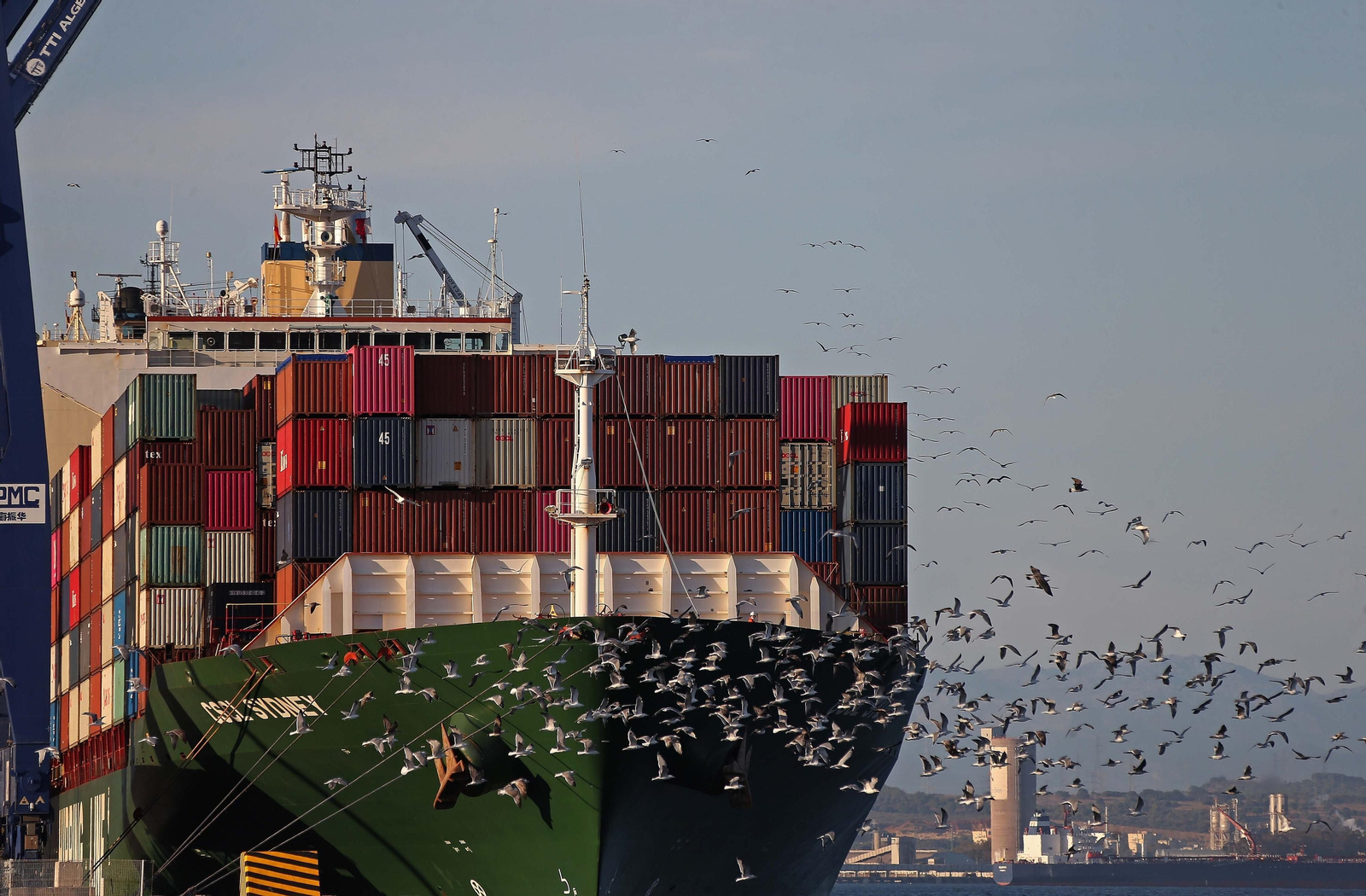 Una bandada de gaviotas vuela junto a la proa de un portacontenedores en el Puerto de Algeciras.