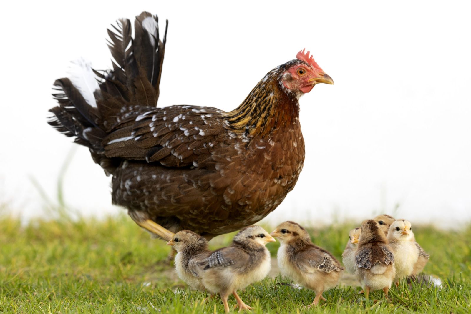 Gallo combatiente español.