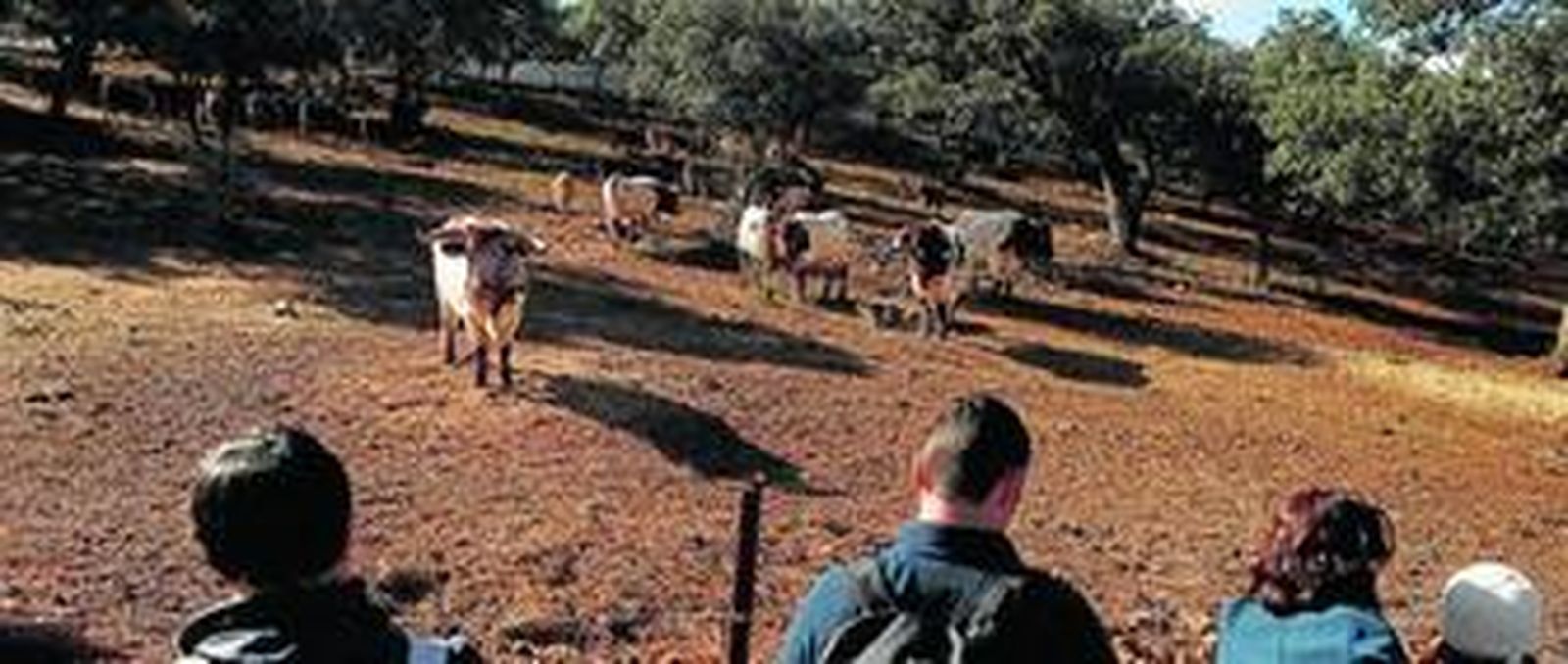 Los visitantes pueden observar a los animales desde cerca.