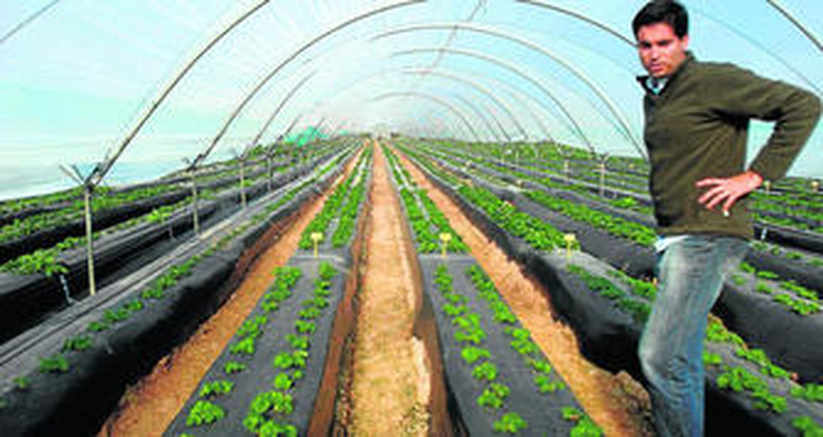 Uno de los invernaderos de la finca El Cebollar, donde se encuentran los cultivos experimentales de fresa del Ifapa.