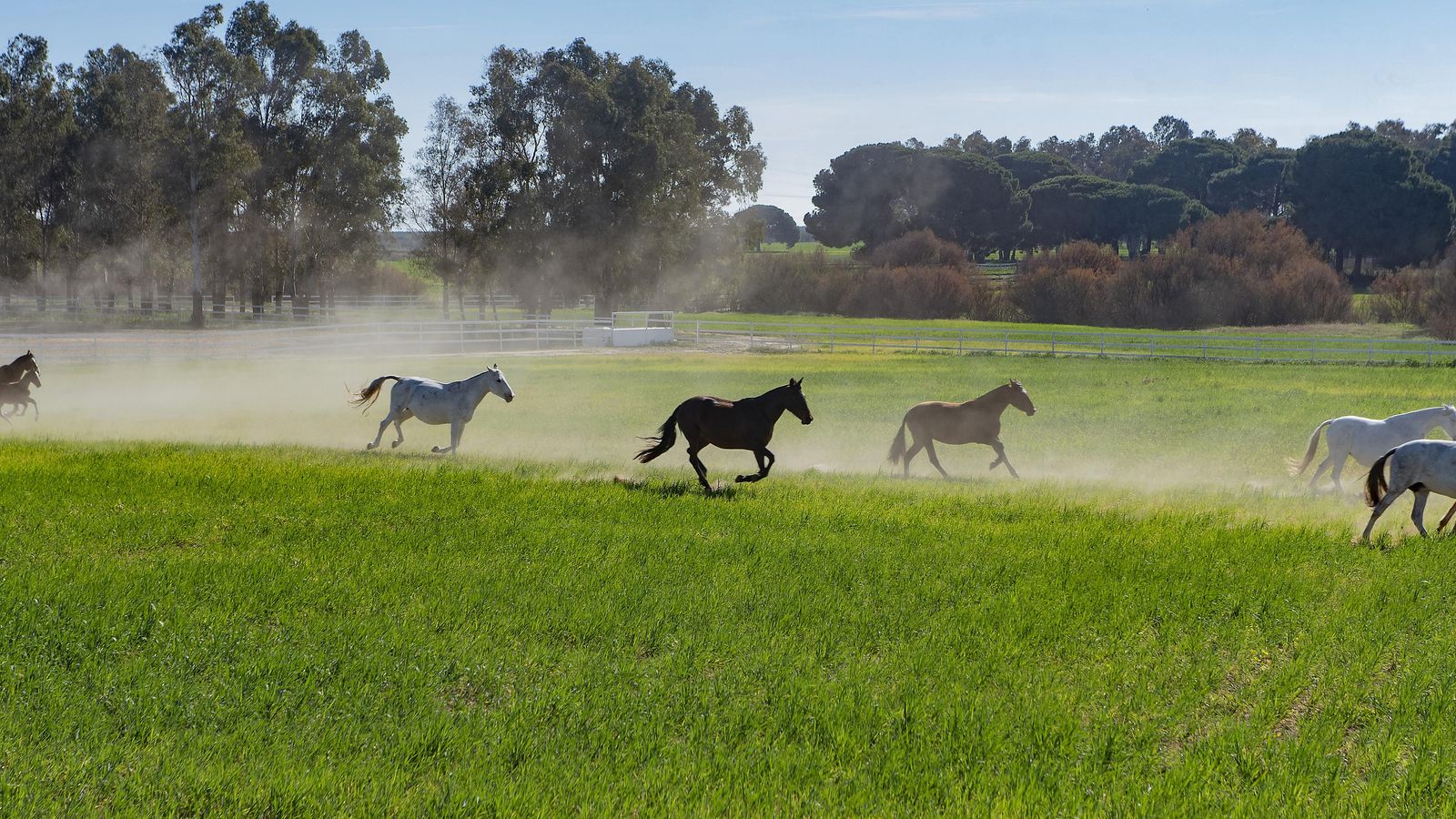 Caballos pura raza en la Yeguada Ayala.
