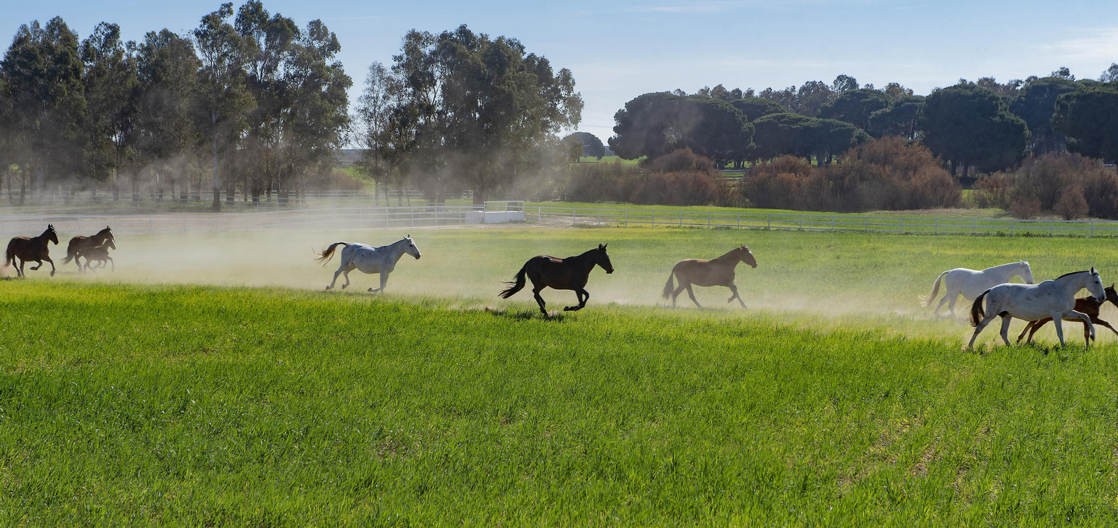 Un día de matanza en una finca sevillana