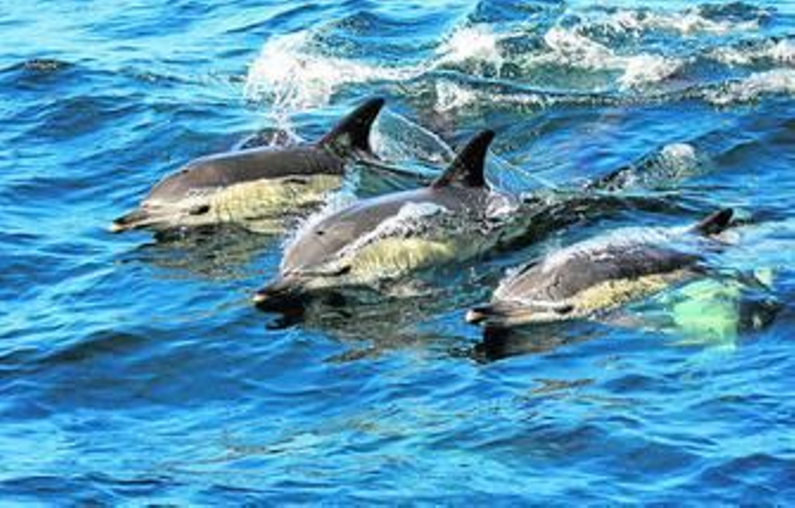 Un grupo de delfines comunes.