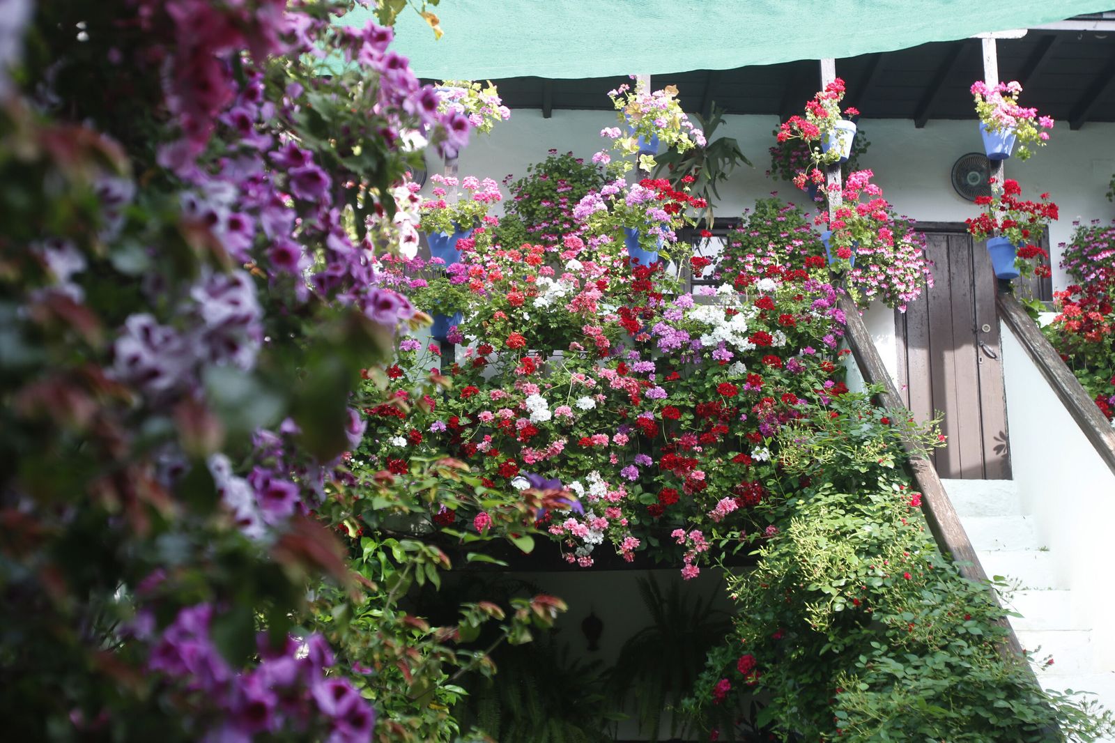 Flores en un Patio de Córdoba.