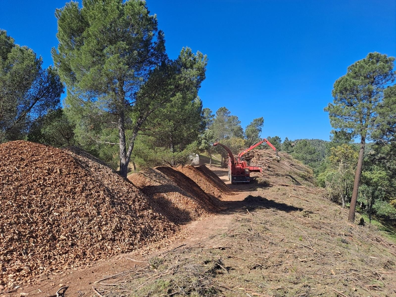 Aprovechamiento sostenible de madera y biomasa en el parque Cardeña-Montoro.