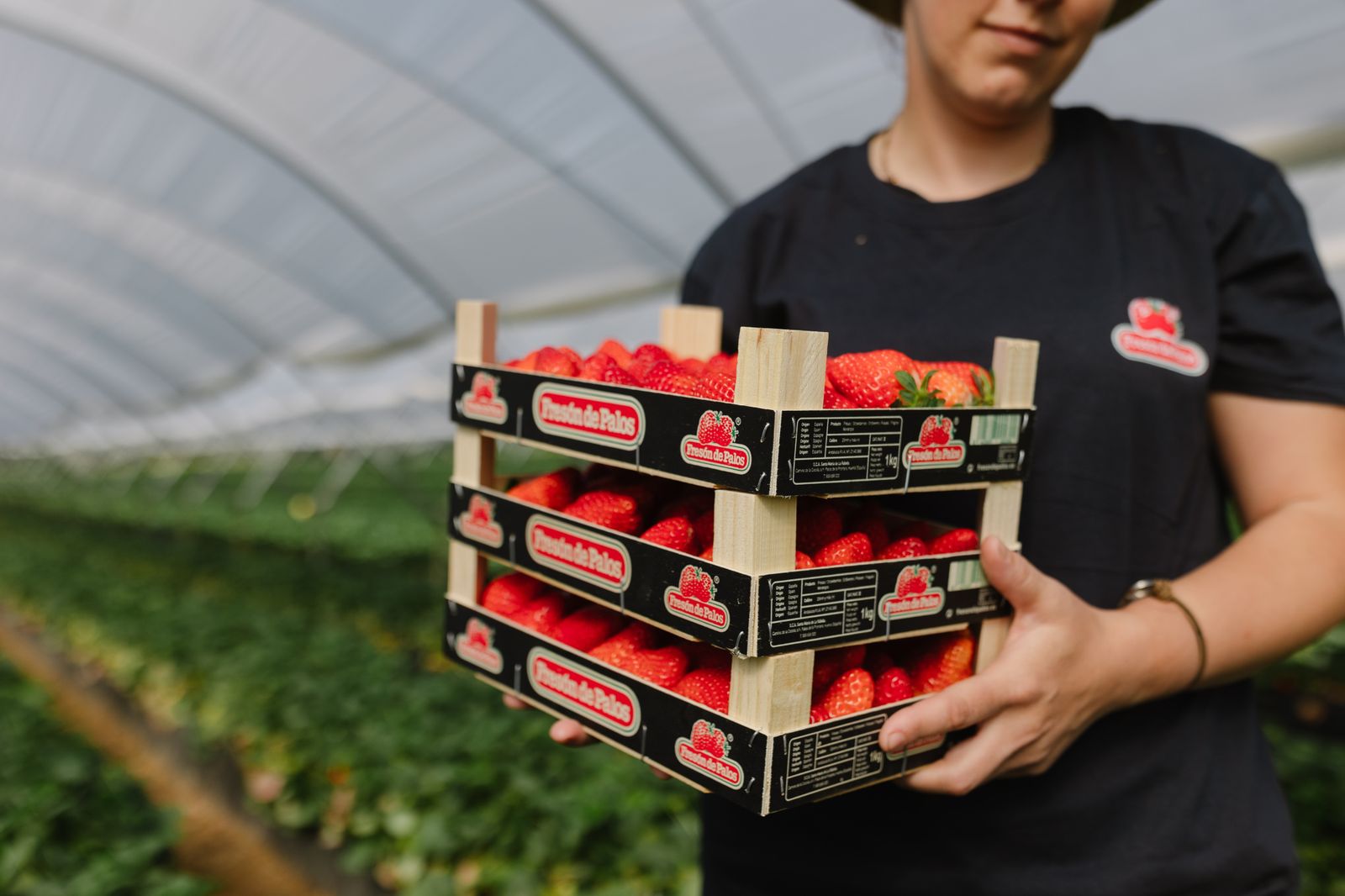 Cajas llenas de Fresón de Palos saliendo de uno de sus invernaderos sostenibles.