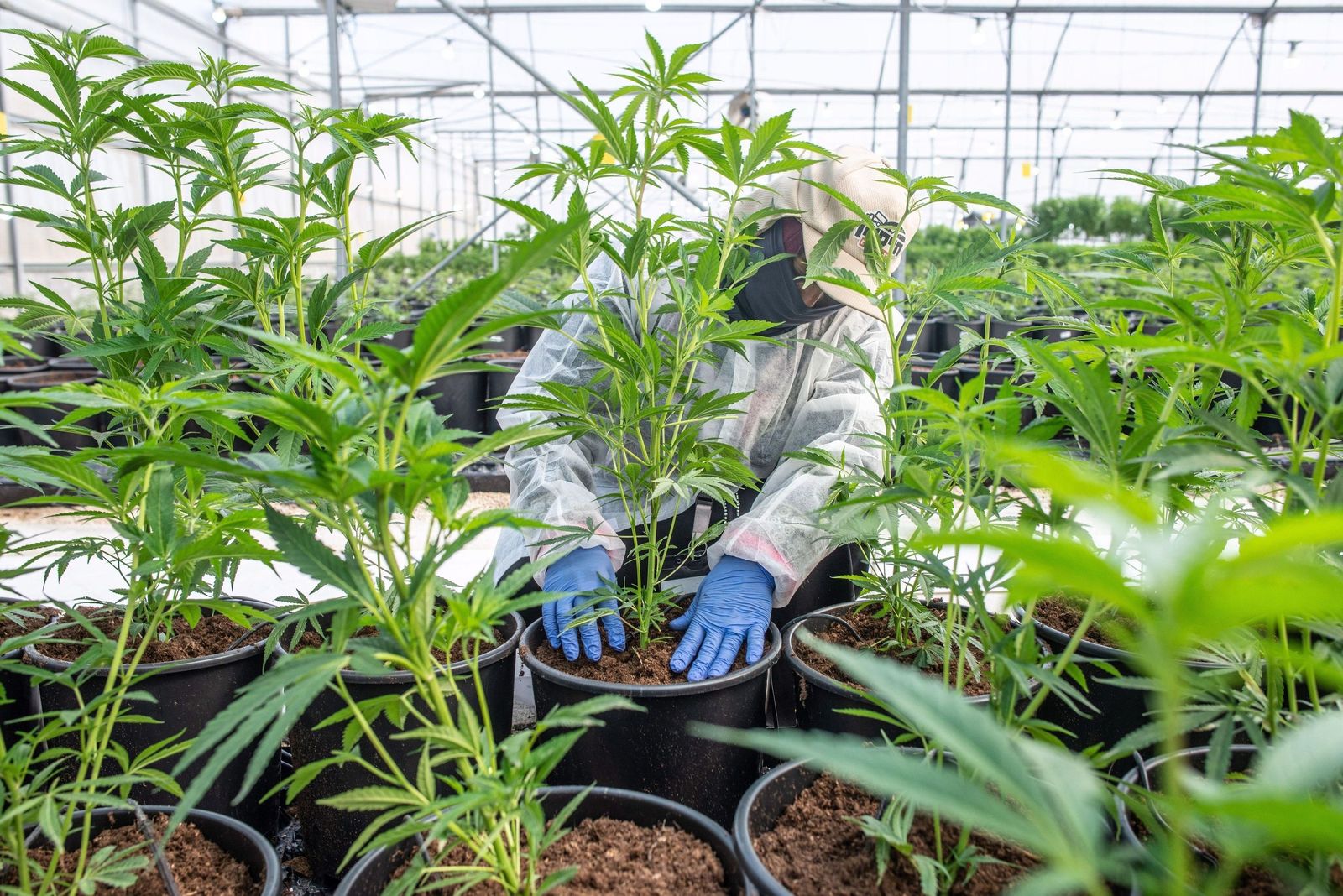 Plantación de cannabis.