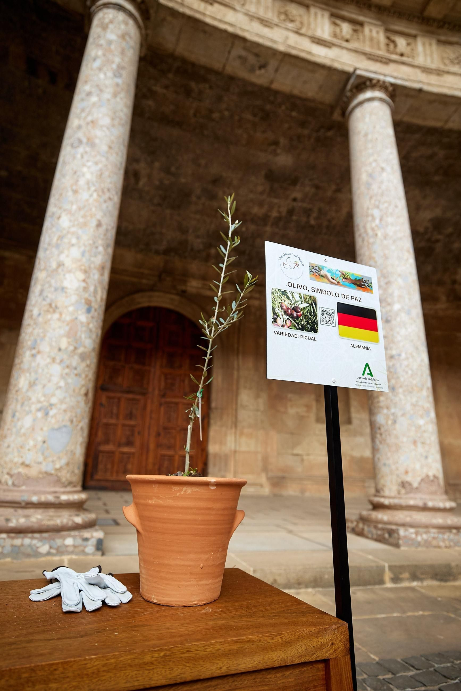 Todas las imágenes de la plantación del jardín de la paz en la Alhambra de Granada