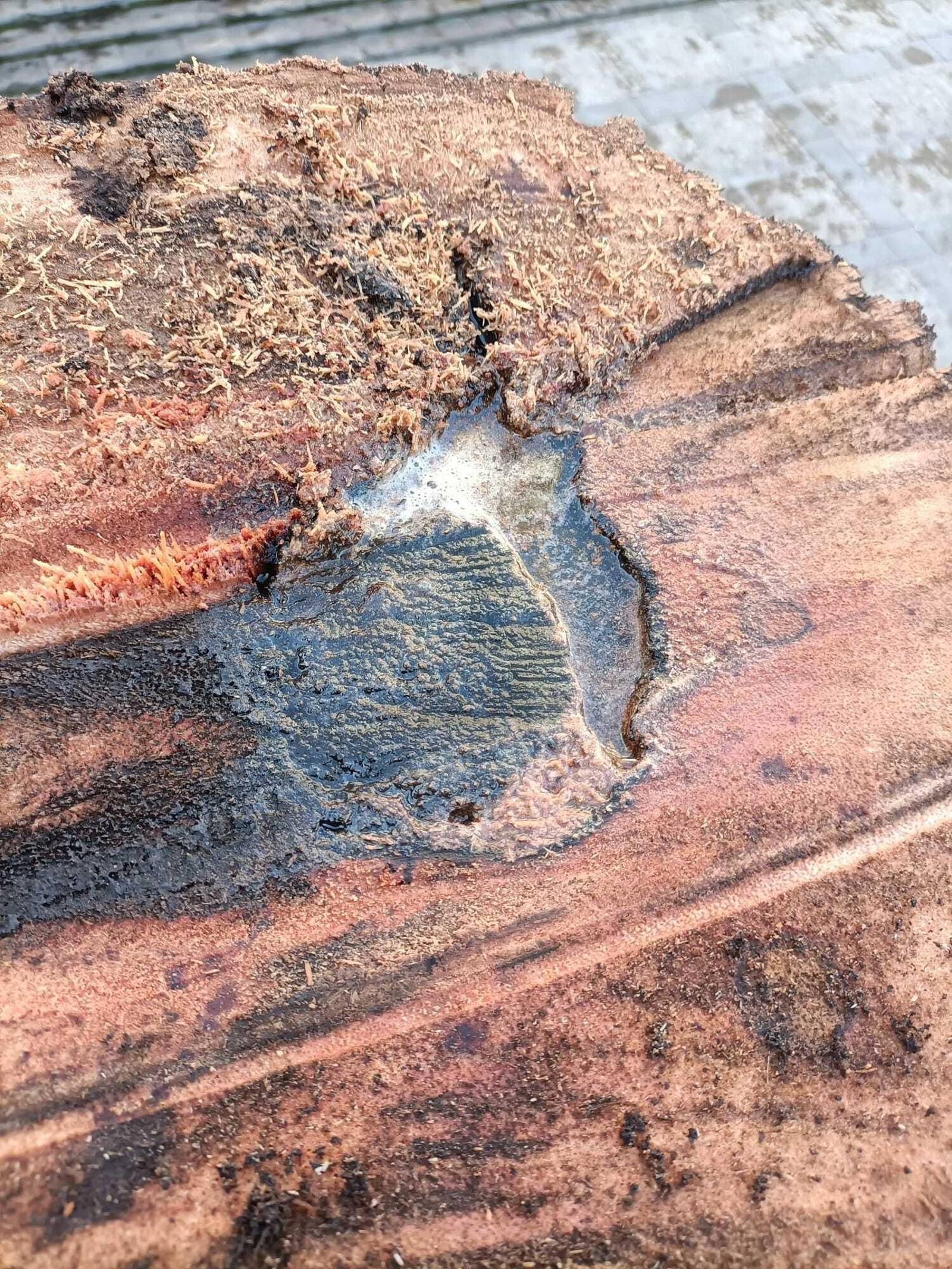 Es más que evidente el daño que sufría la palmera de la Catedral  retirada por el Ayuntamiento