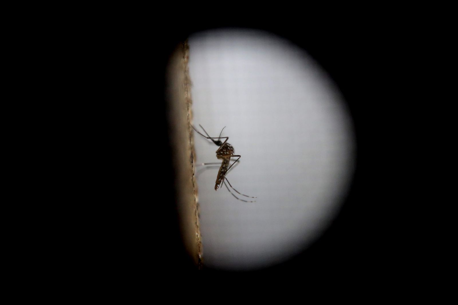 La picadura de mosquito transmite el Virus del Nilo Occidental