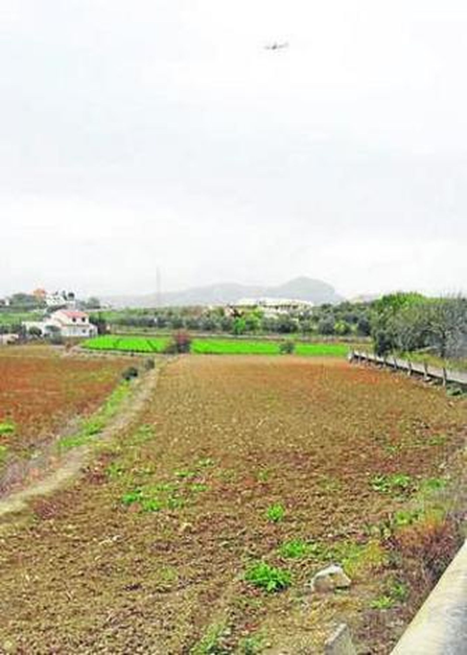Un agricultor muestra la parcela que ha dejado.