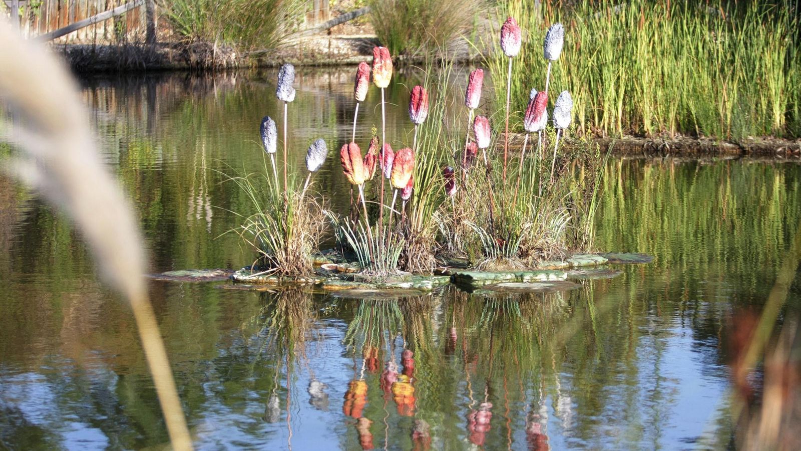 Un gran estanque lleno de especies acuáticas