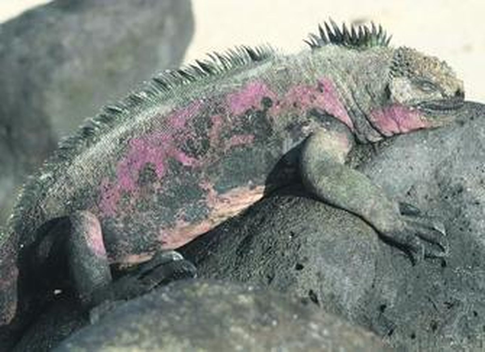 En la imagen de arriba se ha fotografiado a una iguana marina y en la de la derecha, a una iguana terrestre.